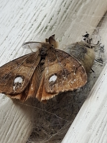 Rusty Tussock Moth