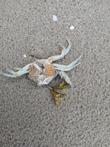 European Green Crab