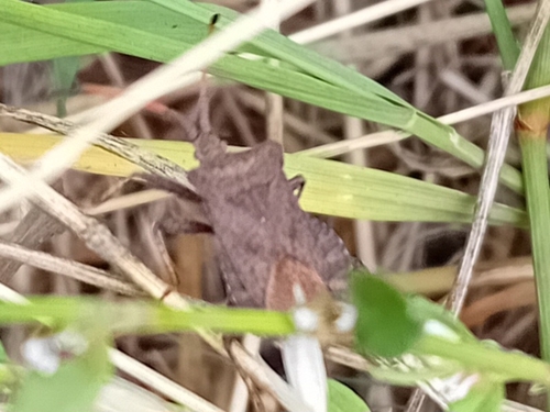 Dock Bug