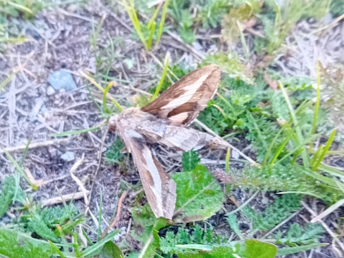 Bedstraw Hawkmoth