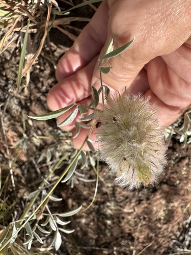 Wright's prairie clover