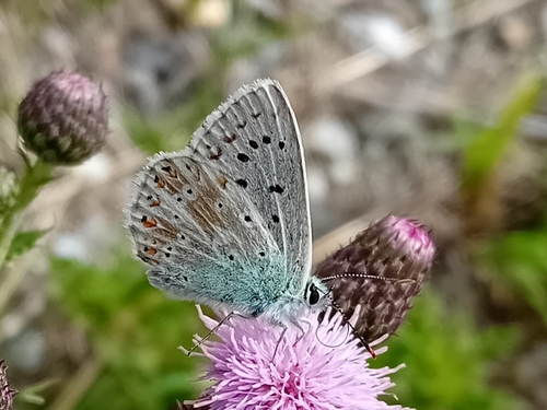 Chalkhill Blue