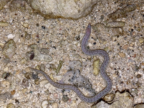 Tidepool Snakemoray
