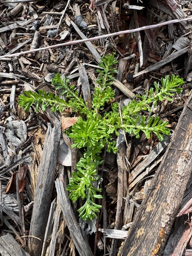 Annual Trampweed