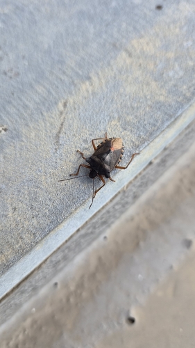 Forest Bug