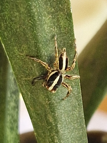 Pantropical Jumping Spider
