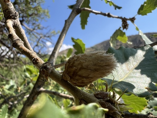 Oak Artichoke Gall Wasp