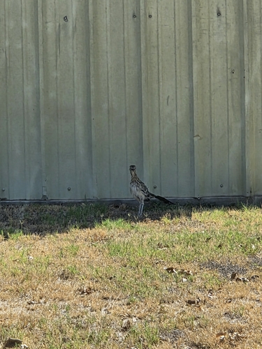 Greater Roadrunner