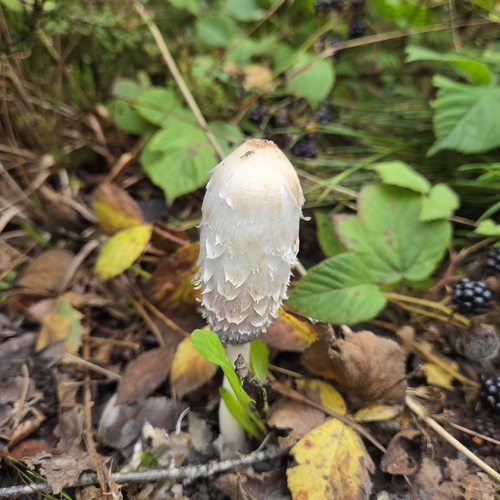 Shaggy Mane