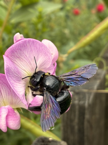 Violet Carpenter Bee