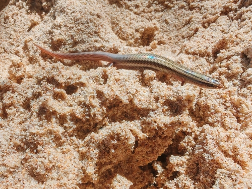 Common Dotted Garden Skink