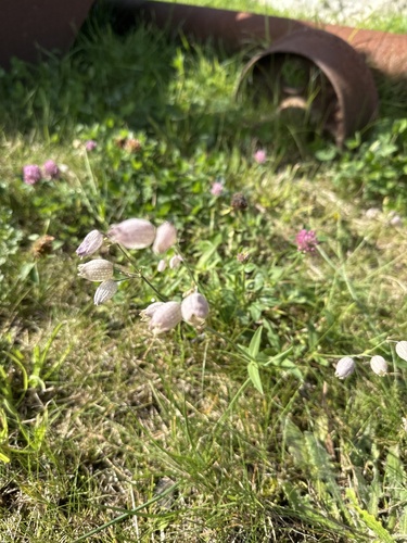 bladder campion