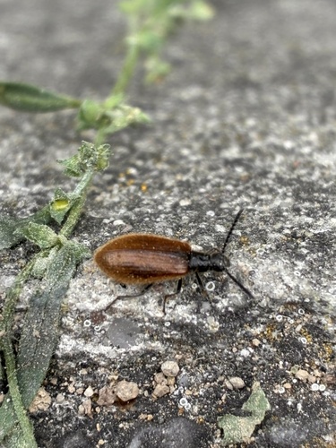 Rough-haired Lagria Beetle