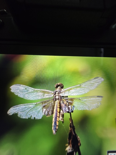 Widow Skimmer