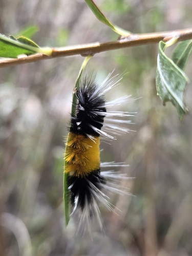 Spotted Tussock Moth