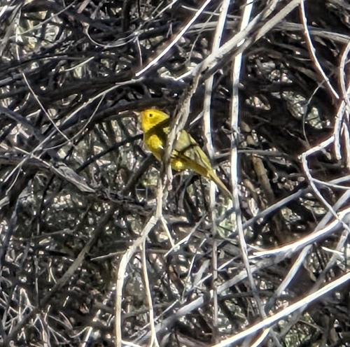 Wilson's Warbler