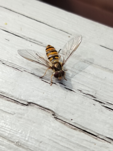 Marmalade Hover Fly