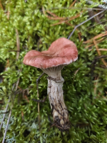 Rosy Spike