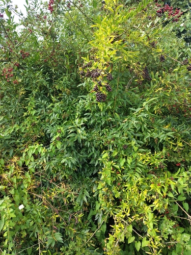 Common Privet