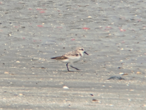 Sanderling