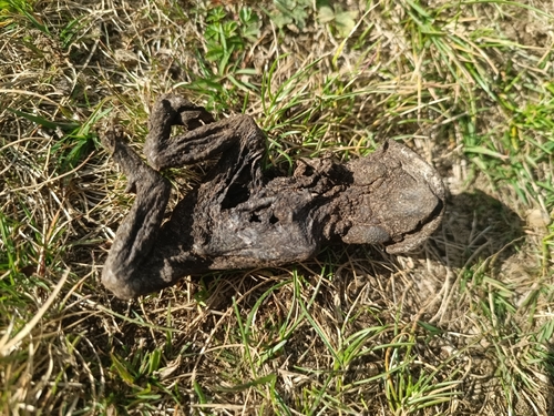 European Toad