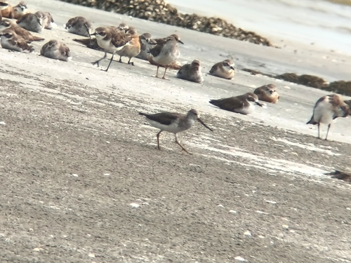 Terek Sandpiper