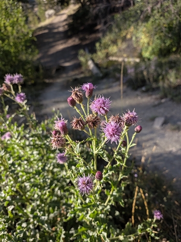 creeping thistle