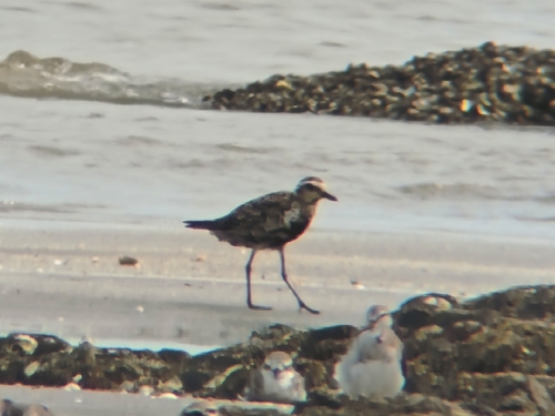 Pacific Golden-Plover
