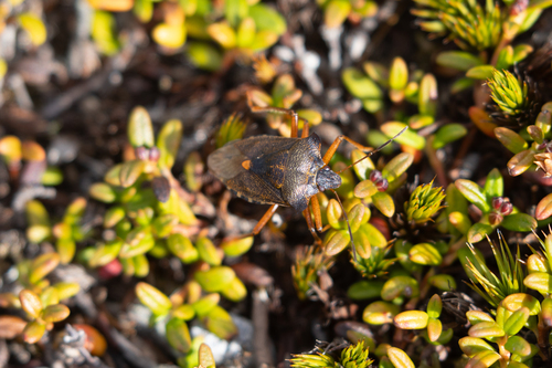 Forest Bug