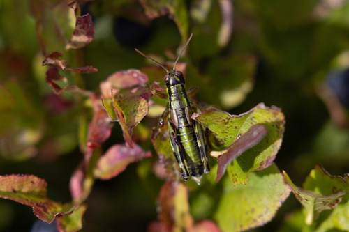 Carinthian Mountain Grasshopper