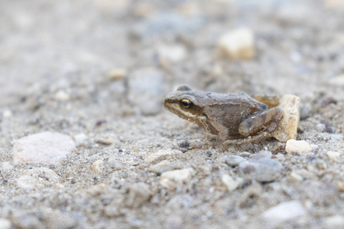 European Common Frog