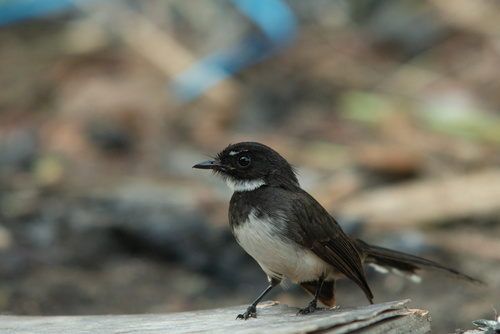 Malaysian Pied-Fantail