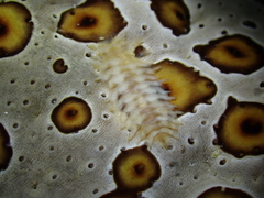 Gastrolepidia clavigera image