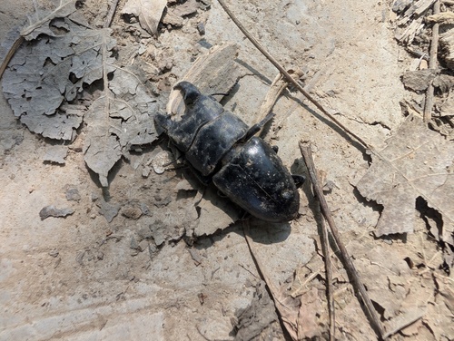 Serrognathus titanus platymelus