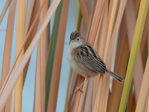 Zitting Cisticola