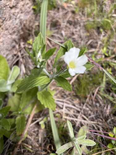 Viviania albiflora