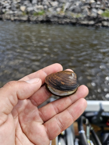 Hickorynut