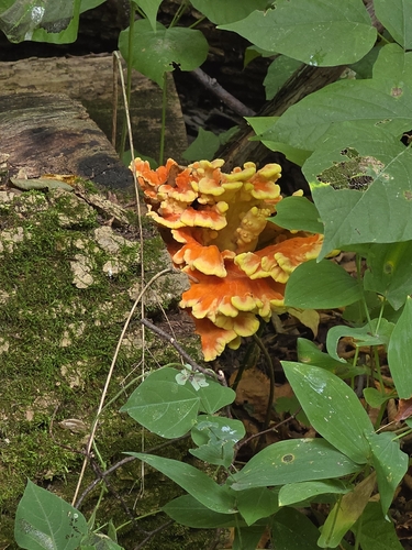 chicken of the woods