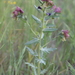 Egyptian Henbane - Photo (c) Nilüfer Orhan, all rights reserved, uploaded by Nilüfer Orhan