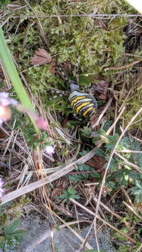 Wasp Spider