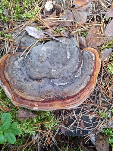 Red-banded Polypore