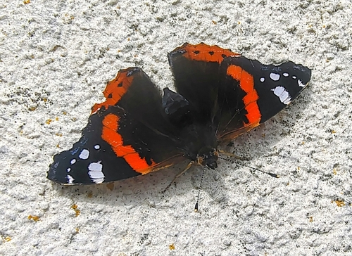 Red Admiral