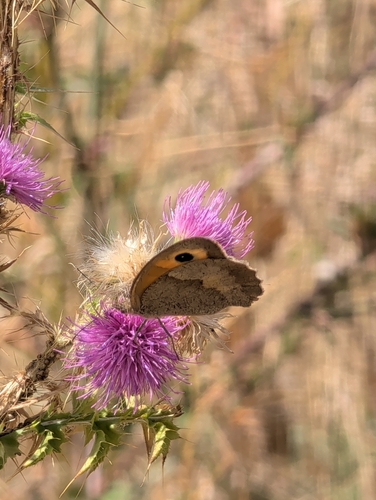 Meadow Brown