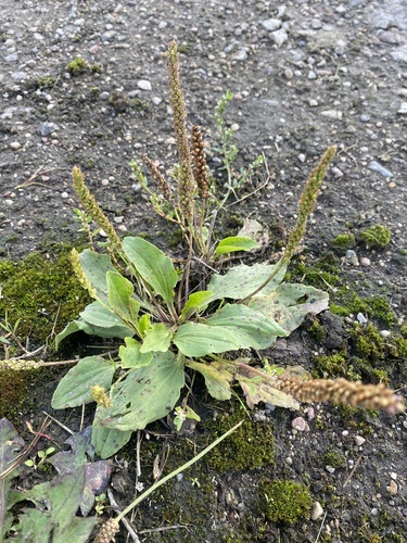 greater plantain