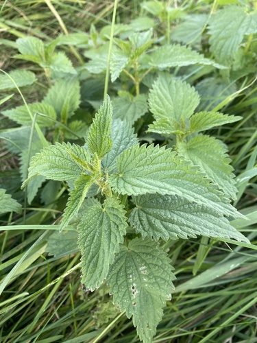 great stinging nettle