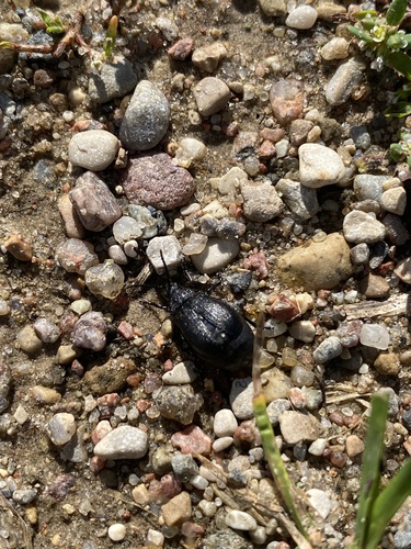 black-punctured leaf beetle