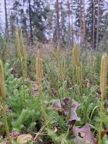 stag's-horn clubmoss