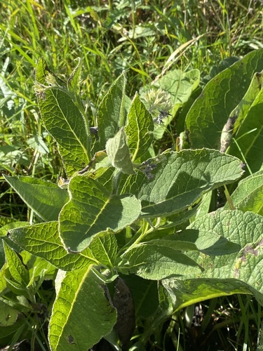 common comfrey