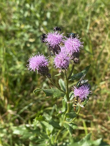 creeping thistle