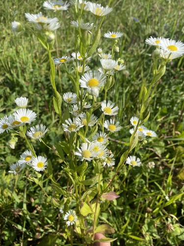 annual fleabane